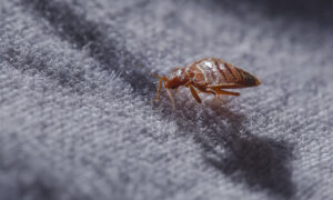 bed bug close up on top of bed sheets harrison me