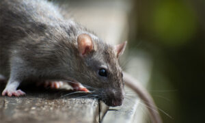 mice close up at property exteriors harrison me