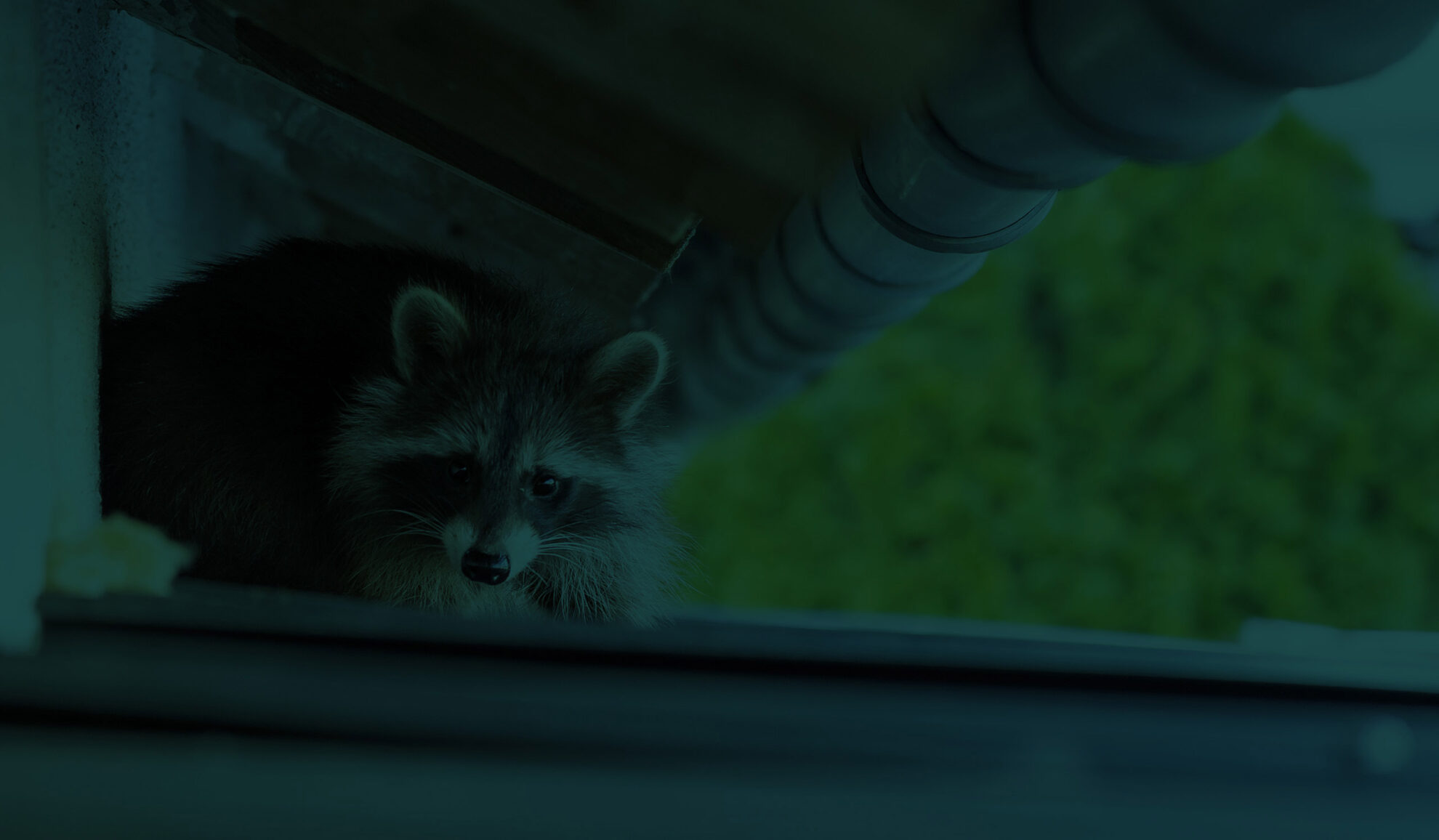 racoon close up hiding under house roof harrison me