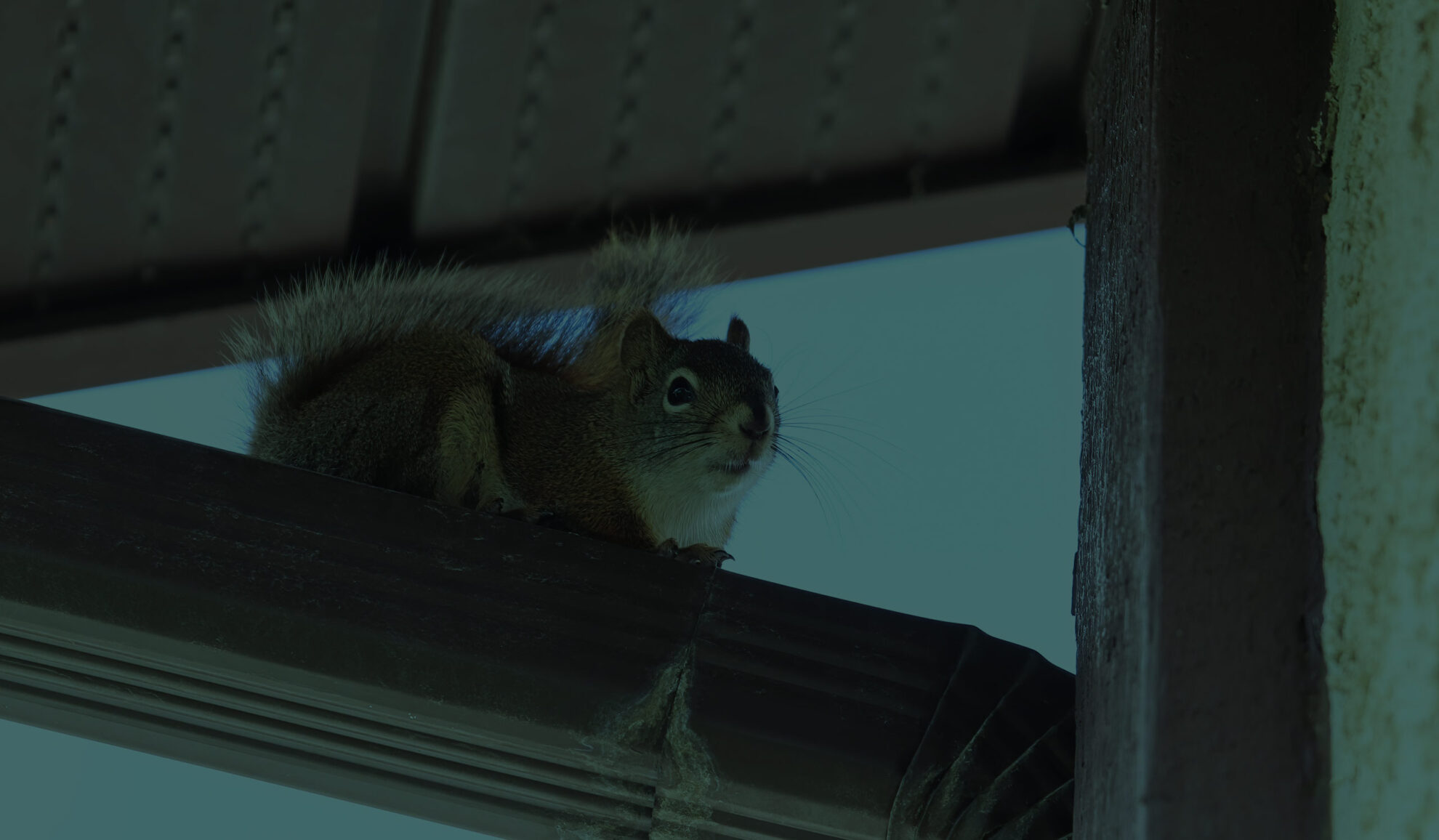 squirrel close up on top of house roof harrison me