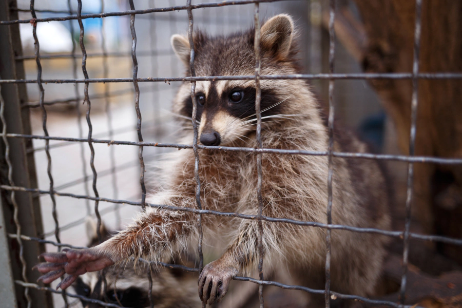 service raccoon removal harrison me